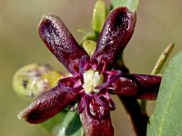 Periploca angustifolia 1, Saxifraga-Sonja Bouwman  Periploca angustifolia - Apocynaceae familie; Mirador de La Amatistam (Parque Natural Cabo de Gata-Nijar, Es)