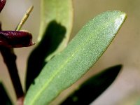 Periploca angustifolia 2, Saxifraga-Sonja Bouwman  Periploca angustifolia - Apocynaceae familie