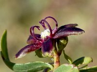 Periploca angustifolia 3, Saxifraga-Sonja Bouwman  Periploca angustifolia - Apocynaceae familie