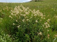 Persicaria alpina 10, Saxifraga-Ed Stikvoort