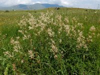 Persicaria alpina 11, Saxifraga-Ed Stikvoort
