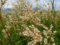 Persicaria alpina 13, Saxifraga-Ed Stikvoort