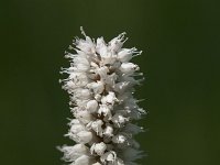 Persicaria bistorta 47, Adderwortel, Saxifraga-Willem van Kruijsbergen