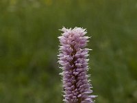 Persicaria bistorta 50, Adderwortel, Saxifraga-Jan van der Straaten
