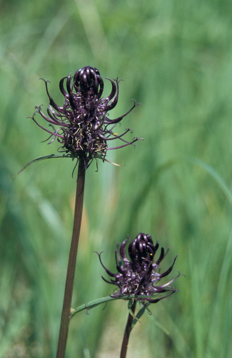 Phyteuma nigrum, Black Rampion