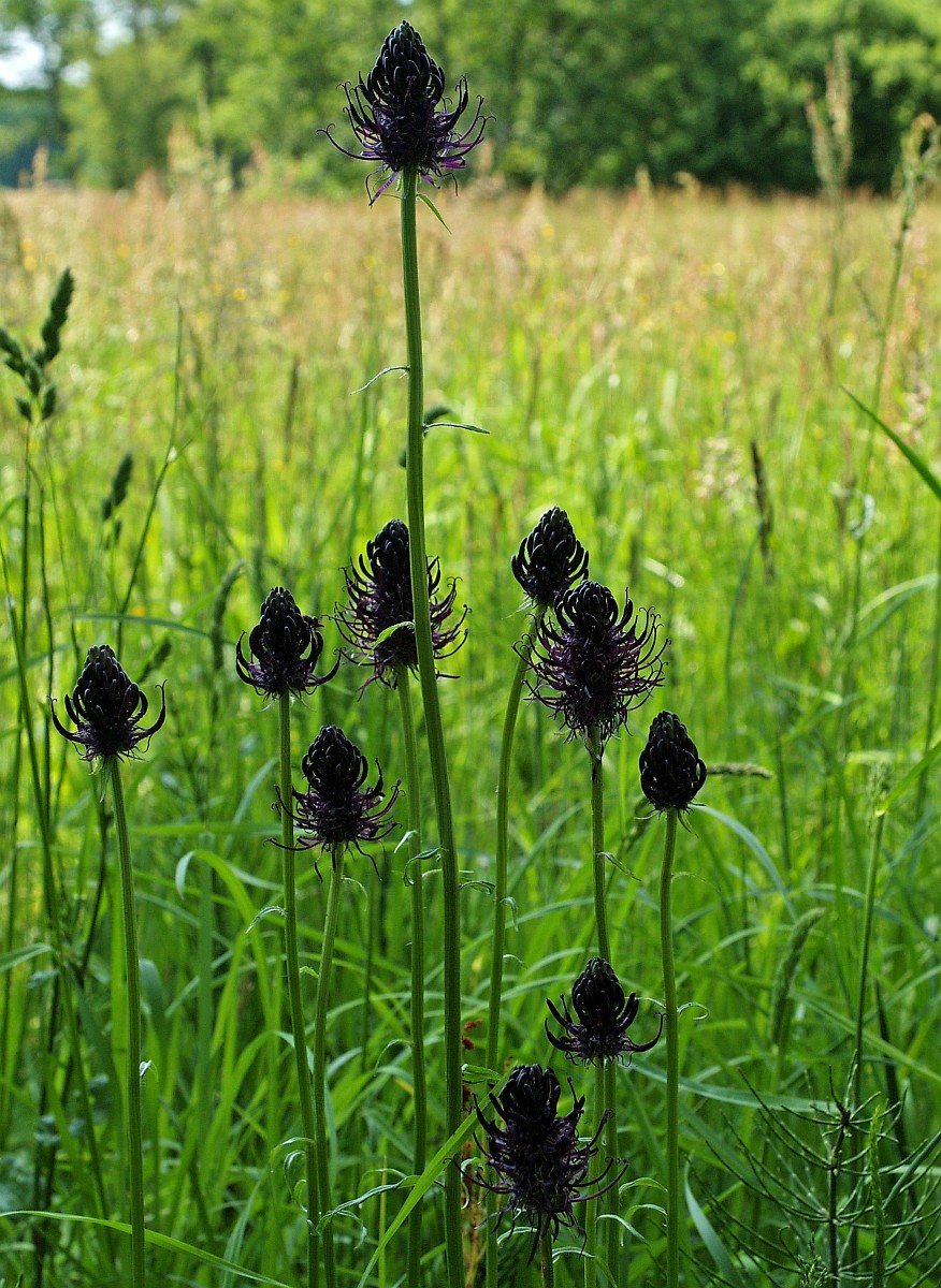Phyteuma nigrum, Black Rampion