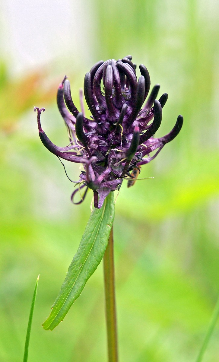 Phyteuma nigrum, Black Rampion