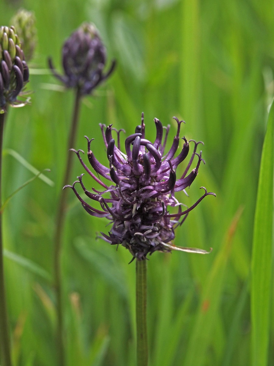 Phyteuma nigrum, Black Rampion