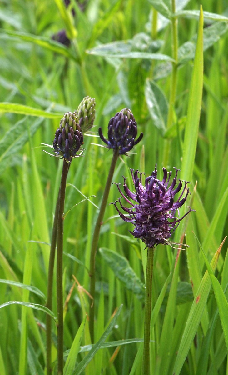 Phyteuma nigrum, Black Rampion