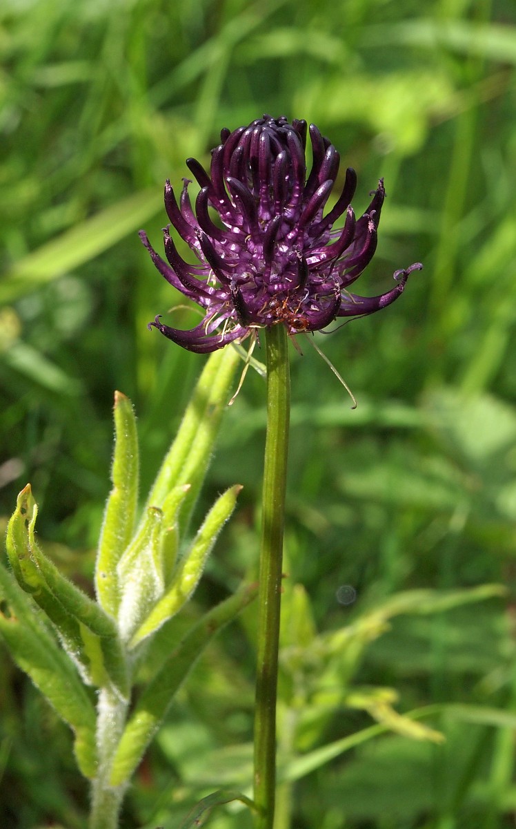 Phyteuma nigrum, Black Rampion