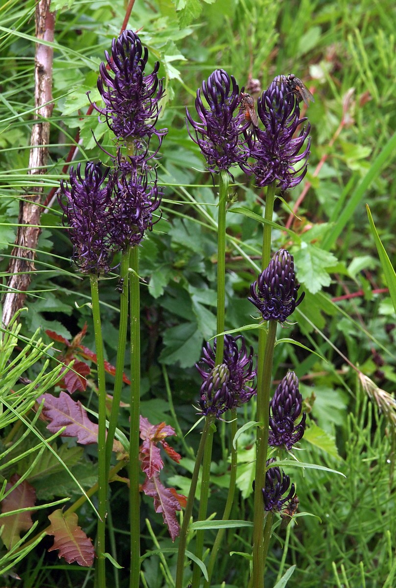 Phyteuma nigrum, Black Rampion