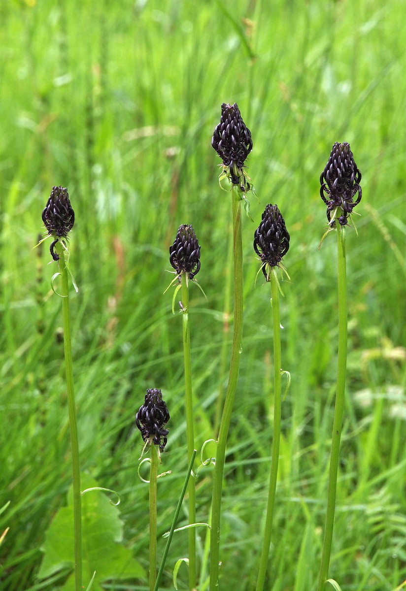 Phyteuma nigrum, Black Rampion