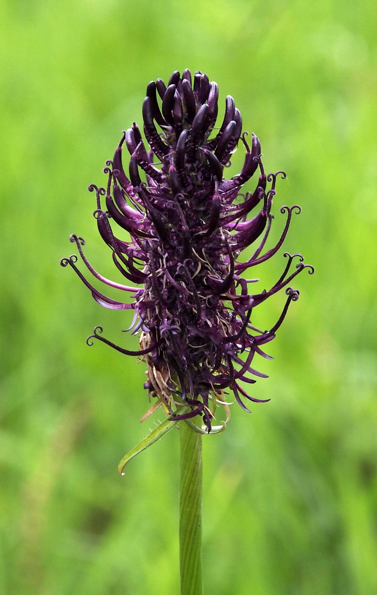 Phyteuma nigrum, Black Rampion