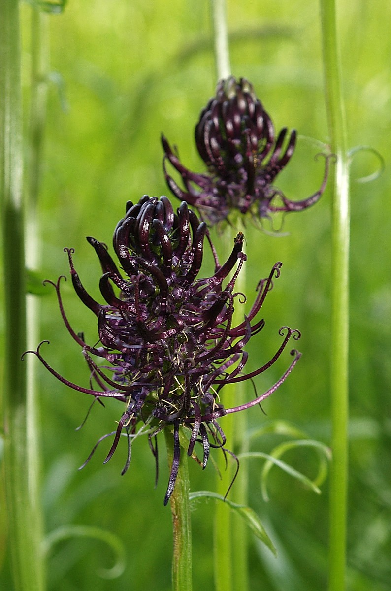 Phyteuma nigrum, Black Rampion