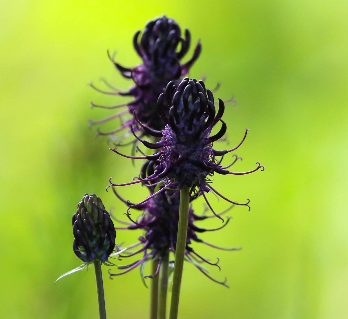 Phyteuma nigrum, Black Rampion