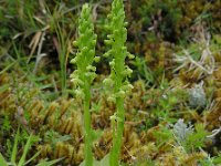 Platanthera micrantha 2, Saxifraga-Ed Stikvoort