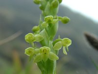 Platanthera micrantha 6, Saxifraga-Ed Stikvoort