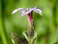 Plumbago europaea 3, Saxifraga-Sonja Bouwman  Common leadwort - Plumbago europaea - Plumbaginaceae familie