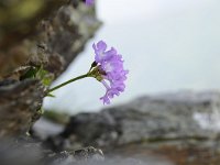 Primula villosa 9, Saxifraga-Luuk Vermeer