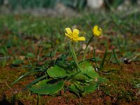 Ranunculus cytheraeus 1, Saxifraga-Ed Stikvoort