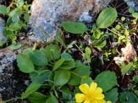 Ranunculus cytheraeus 3, Saxifraga-Ed Stikvoort