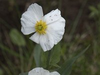 Ranunculus parnassiifolius 2, Saxifraga-Willem van Kruijsbergen