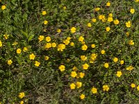 Ranunculus repens 39, Kruipende boterbloem, Saxifraga-Jan van der Straaten