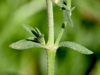 Rhodalsine geniculata 3, Saxifraga-Sonja Bouwman  Rhodalsine geniculata - Caryophyllaceae familie