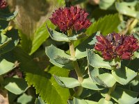 Rhodiola rosea 1, Saxifraga-Jan van der Straaten