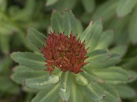 Rhodiola rosea 10, Saxifraga-Willem van Kruijsbergen