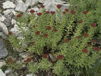 Rhodiola rosea 12, Saxifraga-Willem van Kruijsbergen