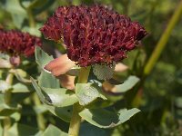 Rhodiola rosea 13, Saxifraga-Jan van der Straaten