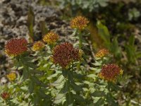 Rhodiola rosea 14, Saxifraga-Jan van der Straaten