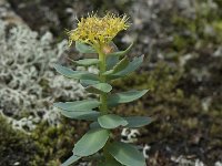 Rhodiola rosea 16, Saxifraga-Willem van Kruijsbergen