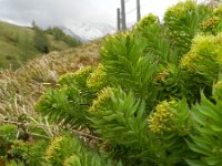 Rhodiola rosea 17, Saxifraga-Rutger Barendse