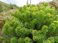 Rhodiola rosea 18, Saxifraga-Rutger Barendse