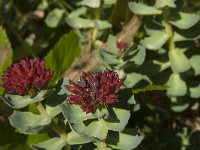 Rhodiola rosea 2, Saxifraga-Jan van der Straaten