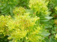 Rhodiola rosea 20, Saxifraga-Rutger Barendse