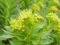 Rhodiola rosea 21, Saxifraga-Rutger Barendse