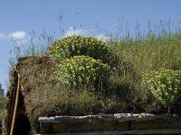 Rhodiola rosea 6, Saxifraga-Jan van der Straaten