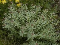 Rhodiola rosea 8, Saxifraga-Willem van Kruijsbergen