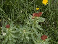 Rhodiola rosea 9, Saxifraga-Willem van Kruijsbergen