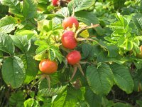 Rosa rugosa 9, Rimpelroos, Saxifraga-National Botanical Garden of Latvia