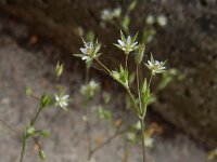 Flora S-Z