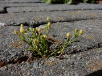 Sagina apetala 8, Donkere vetmuur, Saxifraga-Ed Stikvoort