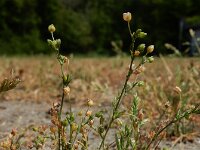 Sagina apetala 9, Donkere vetmuur, Saxifraga-Ed Stikvoort