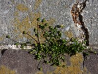 Sagina maritima 10 Zeevetmuur, Saxifraga-Ed Stikvoort