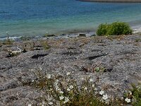 Sagina nodosa 19, Sierlijke vetmuur, Saxifraga-Ed Stikvoort