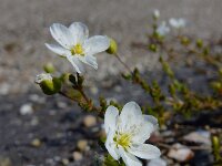 Sagina nodosa 25, Sierlijke vetmuur, Saxifraga-Ed Stikvoort