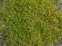 Sagina procumbens 8, Liggende vetmuur, Saxifraga-Ed Stikvoort : Quilty